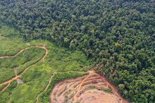 La législation concernée interdit à partir de fin 2024 la commercialisation dans l'UE d'une série de produits (cacao, café, soja, huile de palme, bois, viande bovine, caoutchouc, cuir, ameublement, papier...) s'ils proviennent de terres déboisées après décembre 2020. Ici, en Indonésie. KEYSTONE/EPA/HOTLI SIMANJUNTAK